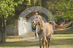 Brown horse with a white blaze