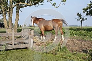Brown horse with white blaze and white socks, standing next to a wooden bridge.