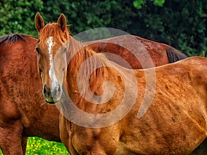 Brown horse with white face stripe in meadow looking at you