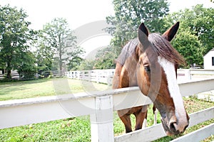 Brown Horse and White Fence