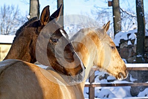 brown horse and white horse