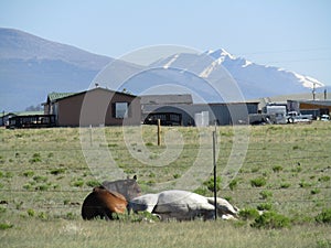 A brown horse and a white horse napping together on the ground in their pasture in the Rocky Mountains.