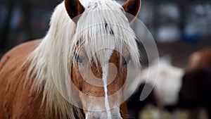 Brown horse with white mane.