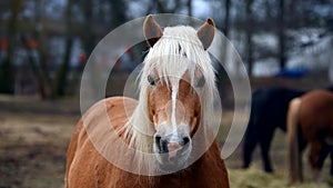 Brown horse with white mane.