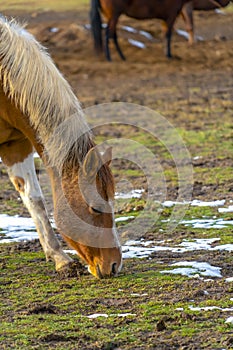 Brown horse with white mane on a snowy field