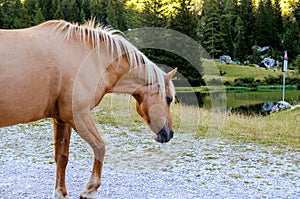 Brown horse with white mane is walking on meadow in Italian Alps, in summer on green grass against background of trees