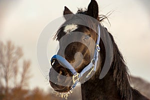 Brown Horse white pallor in winter