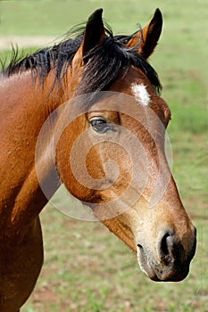 Brown horse with white spot