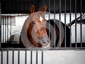 A brown horse with white spot on the head standing in a stable locked cage.