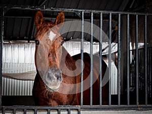 A brown horse with white spot on the head standing in a stable locked cage.