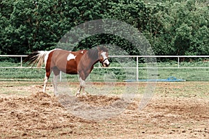 Brown horse with white spots grazing in the pasture.