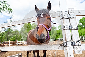 An brown horse with a white stripe of wool on his head stands behind a white wooden fence and squint closed eyes while sleeping