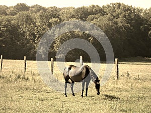 An brown horse with the winds effect on tail and mane shooted edited in sepia photo