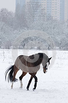 Brown horse in winter field in motion on the background of the city.