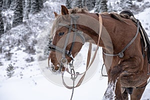 Brown horse in winter time photo