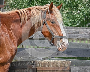 Brown Horse by Wooden Fence on Farm