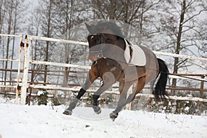 Brown horse working on the lunge