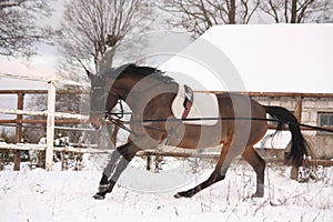 Brown horse working on the lunge