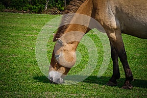 The brown horse in the zoo nibbles the grass
