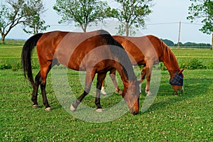 Brown Horses