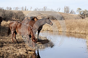 Brown horses drinking from stream