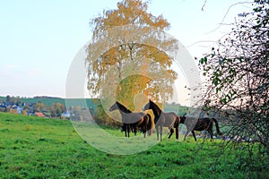 Brown horses enjoy the field in autumn
