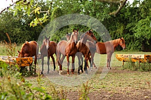 Brown horses in a field