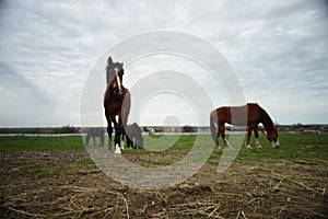 Brown horses graze in a field on a overcast spring day