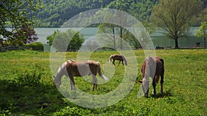 Brown horses graze in green alpine meadow. Scenic rural landscape lake Tegernsee