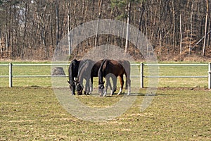 Brown horses while grazing in the grass field on a sunny day in spring