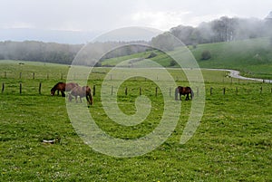 Brown horses grazing in a green field on a foggy day.