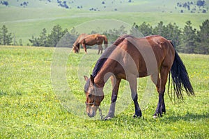 Brown horses grazing tethered in a field