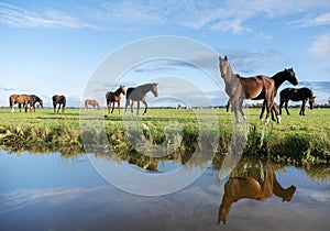 brown horses in meadow with reflection in canal between meadows in the netherlands near utrecht