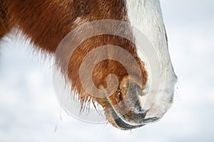 Brown horses nostrils in winter photo