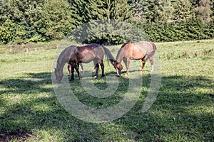 Brown horses on pasture