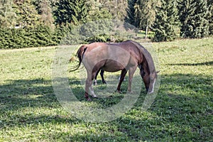 Brown horses on pasture