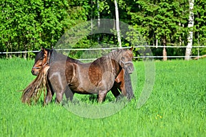 Horses pasture on green field in summer