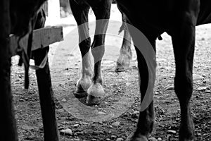 brown horses in the pasture. a horse grazes on a green meadow under the sun. Welsh pony running and standing in high grass, long