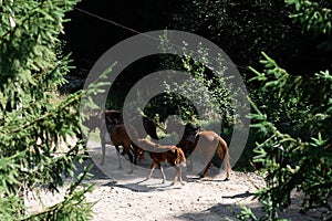 Brown horses in the pasture. a horse grazes on a green meadow under the sun. Welsh pony running and standing in high grass, long