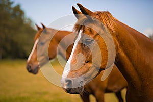 Brown horses on pasture in summer