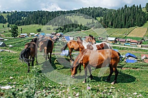 Brown horses pasturing on a beautiful hill next to a village in a valley