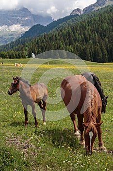 Brown Horses Pasturing in Grazing Lands: Italian Dolomites Alps