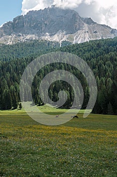 Brown Horses Pasturing in Grazing Lands: Italian Dolomites Alps
