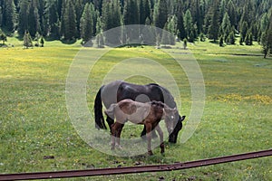 Brown Horses Pasturing in Grazing Lands: Italian Dolomites Alps