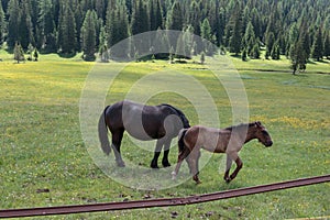 Brown Horses Pasturing in Grazing Lands: Italian Dolomites Alps