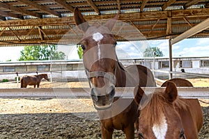 Brown horses in a pen close up