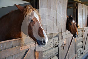 Brown horses in stable