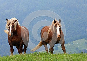 Brown horses stallions at the top of the mountain in summer