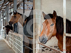 Brown horses standing in a stable locked cage, concrete building.