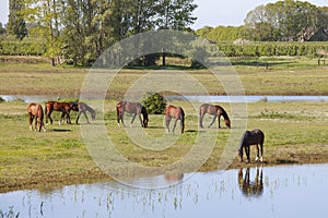 Brown horses on sunny morning near river rhine in vicinity of utrecht